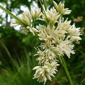 LUZULA NIVEA seed image