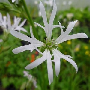 LYCHNIS FLOS-CUCULI ALBA seed image