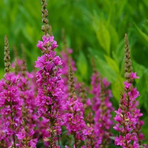 LYTHRUM  SALICARIA 'THE BEACON' seed image