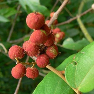 MALLOTUS PHILIPPENSIS seed image