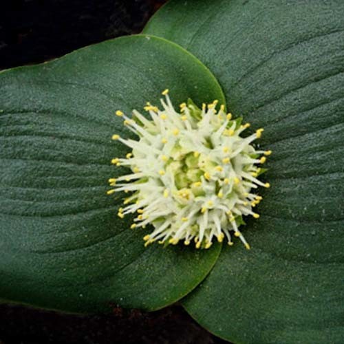 MASSONIA ECHINATA seed image