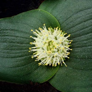 MASSONIA ECHINATA seed image