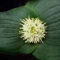 MASSONIA ECHINATA seed image