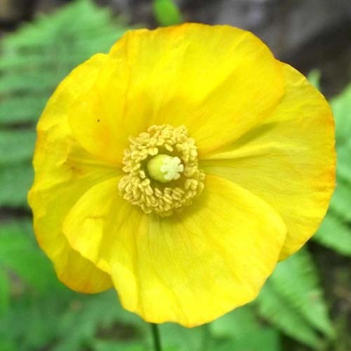 MECONOPSIS CAMBRICA YELLOW seed image