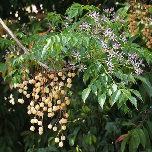 MELIA AZEDARACH seed image