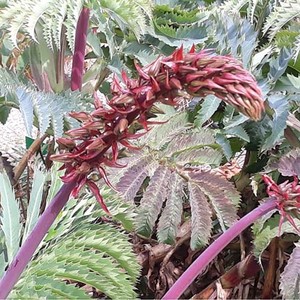MELIANTHUS MAJOR seed image