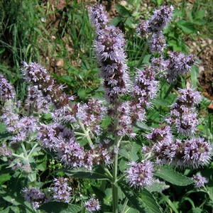 MENTHA LONGIFOLIA (BUDDLEIA MINT) seed image