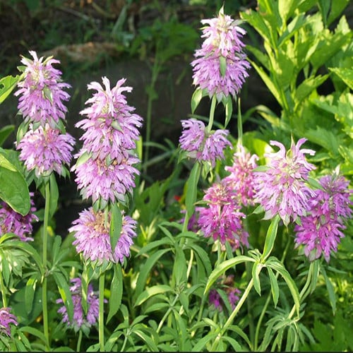 MONARDA CITRIODORA seed image