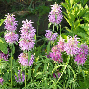 MONARDA CITRIODORA seed image