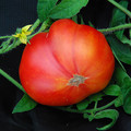 TOMATO MORTGAGE LIFTER seed image