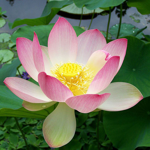 10 seeds 4 color mix Lotus Flower Seed water Aquatic Plants Nelumbo I9F2