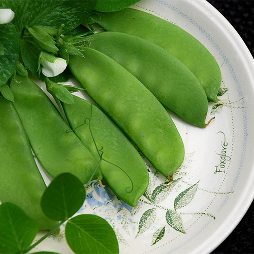 PEA OREGON SUGAR POD seed image