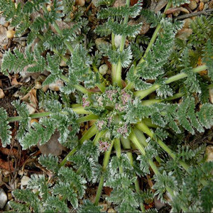OREOMYRRHIS ARGENTEA seed image