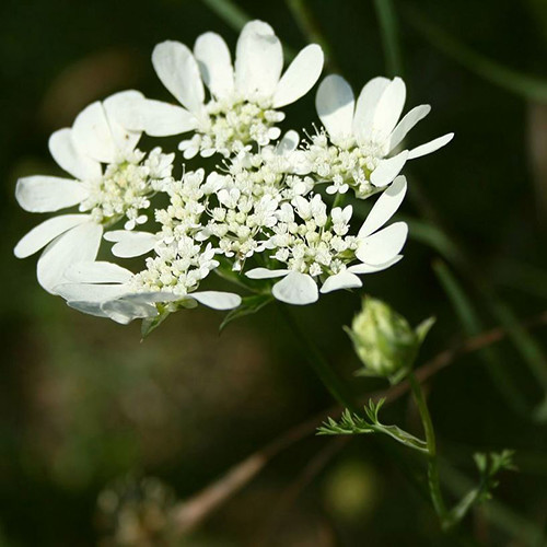 Orlaya grandiflora