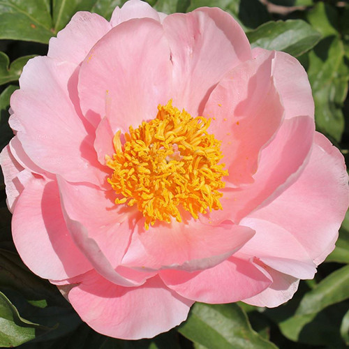PAEONIA CARTER MOORE'S SPECIAL MIX seed image