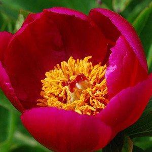 PAEONIA OFFICINALIS seed image