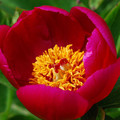 PAEONIA OFFICINALIS seed image