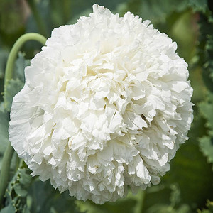 PAPAVER PAEONIFLORUM 'WHITE CLOUD' seed image