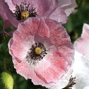 PAPAVER RHOEAS 'MOTHER OF PEARL' seed image
