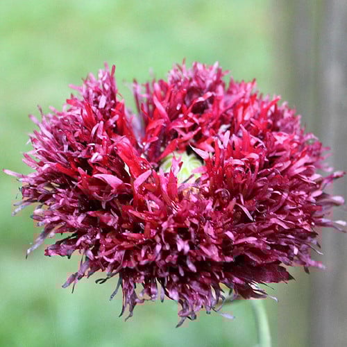PAPAVER SOMNIFERUM 'BLACK SWAN' seed image