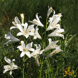 PARADISEA LILIASTRUM seed image