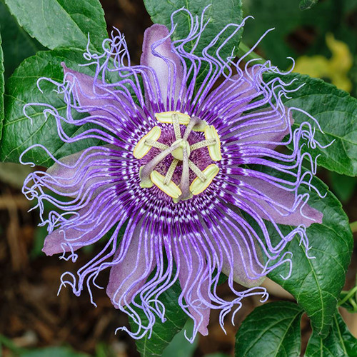 Kết quả hình ảnh cho Passiflora incarnata