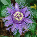 PASSIFLORA INCARNATA seed image