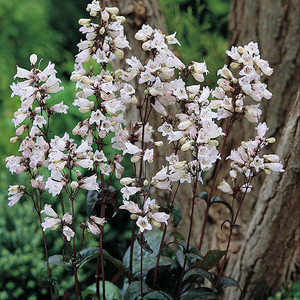 PENSTEMON DIGITALIS 'HUSKER RED' seed image