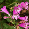 PENSTEMON MEXICANUS seed image