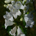 PENSTEMON MULTIFLORUS seed image