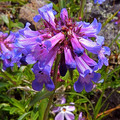 PENSTEMON PROCERUS BRACHYANTHUS seed image