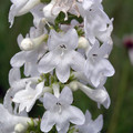 PENSTEMON TUBAEFLORUS seed image