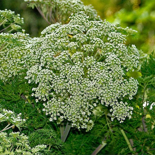 PEUCEDANUM RABLENSE seed image