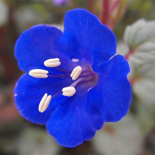 Phacelia Campanularia Seeds Desert Bluebells Plant World Seeds