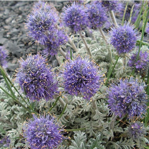 PHACELIA SERICEA seed image