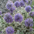 PHACELIA SERICEA seed image