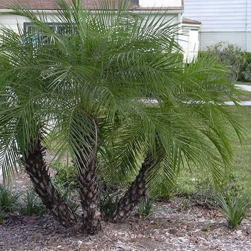 PHOENIX ROEBELENII seed image