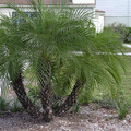 PHOENIX ROEBELENII seed image