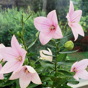PLATYCODON GRANDIFLORUS 'FUJI PINK' seed image