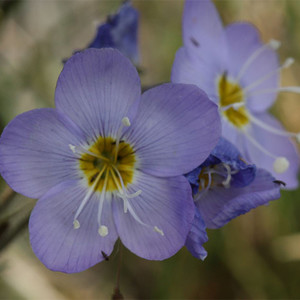 POLEMONIUM BOREALE seed image