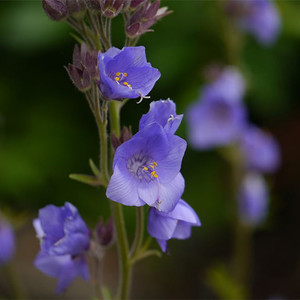 POLEMONIUM CAERULEUM HIMALAYANUM seed image
