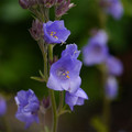 POLEMONIUM CAERULEUM HIMALAYANUM seed image