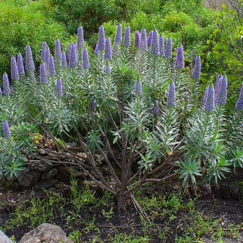 ECHIUM WEBBII seed image