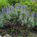 ECHIUM WEBBII seed image