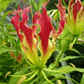 GLORIOSA ROTHSCHILDIANA seed image