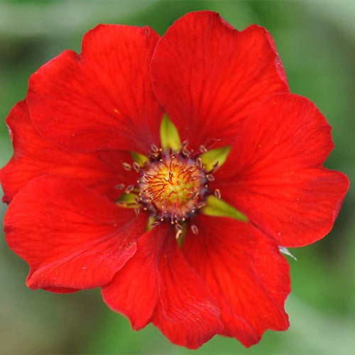 POTENTILLA ATROSANGUINEA SCARLET STARLET seed image