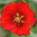POTENTILLA ATROSANGUINEA SCARLET STARLET seed image