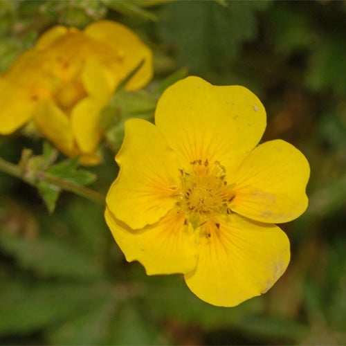 POTENTILLA DELPHINENSIS seed image