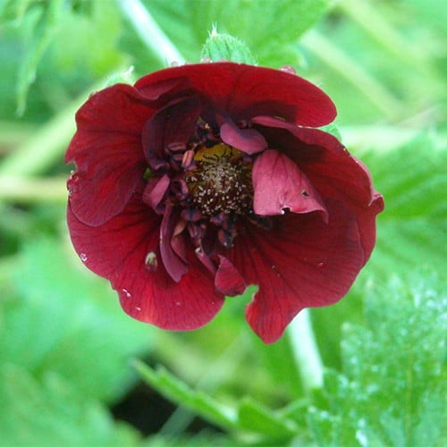 POTENTILLA 'ETNA' seed image