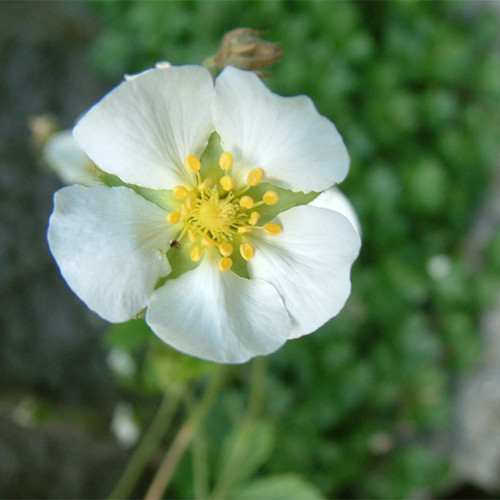 POTENTILLA MONTENEGRINA seed image